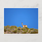 Vicuña blau postkarte (Vorderseite)