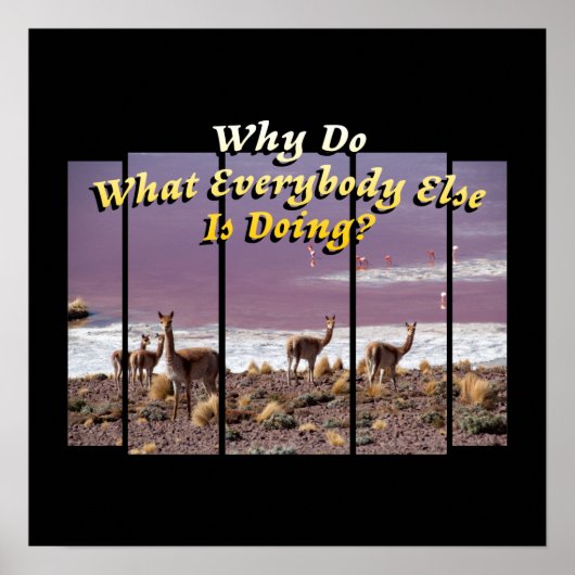 Vicuña Guanaco Lover - Reisekostkatalog Poster (Vorne)