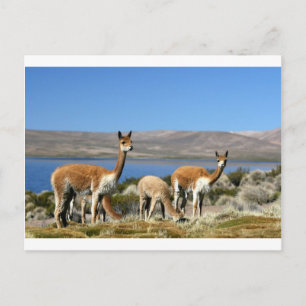 Vicuna in Lauca National Park, Chile Postkarte