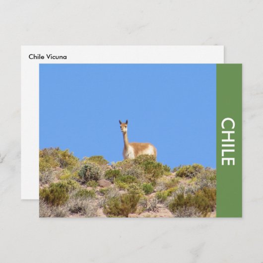 Vicuna Llama Chile Postcard Postkarte (Vorne/Hinten)