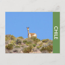 Vicuna Llama Chile Postcard Postkarte