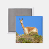 Vicuña Magnet (Vorderseite/Rückseite)