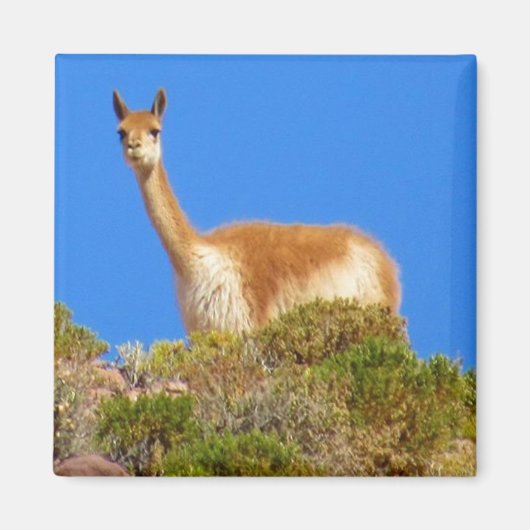 Vicuña Magnet (Vorne)