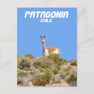 Vicuna Patagonia, Chile Postcard - Vertikal Postkarte