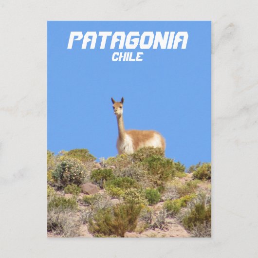 Vicuna Patagonia, Chile Postcard - Vertikal Postkarte (Vorderseite)