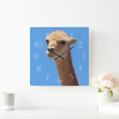 Vicuña-Selbstportrait auf blauem Hintergrund Quadratische Wanduhr (Zuhause)