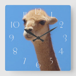 Vicuña-Selbstportrait auf blauem Hintergrund Quadratische Wanduhr