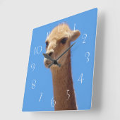 Vicuña-Selbstportrait auf blauem Hintergrund Quadratische Wanduhr (Winkel)