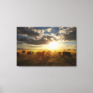 Vieh auf dem Gebiet, Sonnenuntergang Leinwanddruck