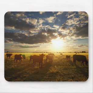 Vieh auf dem Gebiet, Sonnenuntergang Mousepad