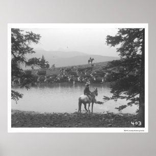 Vieh durch einen Teich mit zwei Cowboys Poster