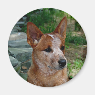 Vieh-Hund Magnet