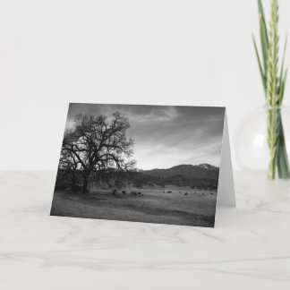 Vieh nördlich Stonyford, Colusa County, CA, 1966 Karte