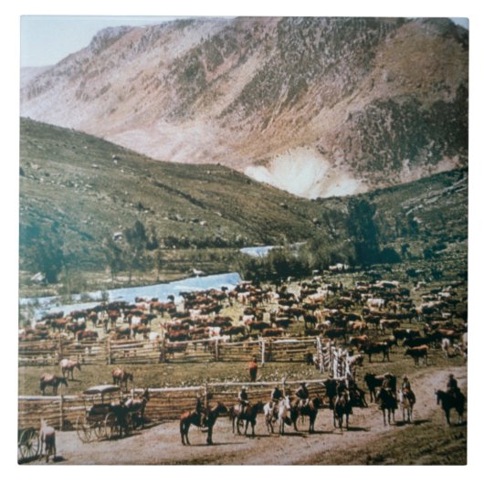 Vieh-Ranch, Colorado, 1899 (Foto) Fliese (Vorderseite)