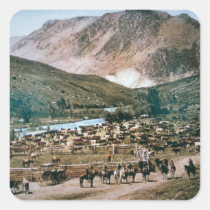 Vieh-Ranch, Colorado, 1899 (Foto) Quadratischer Aufkleber