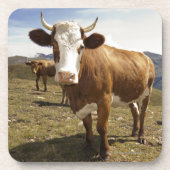 Vieh Untersetzer (Vorderseite)