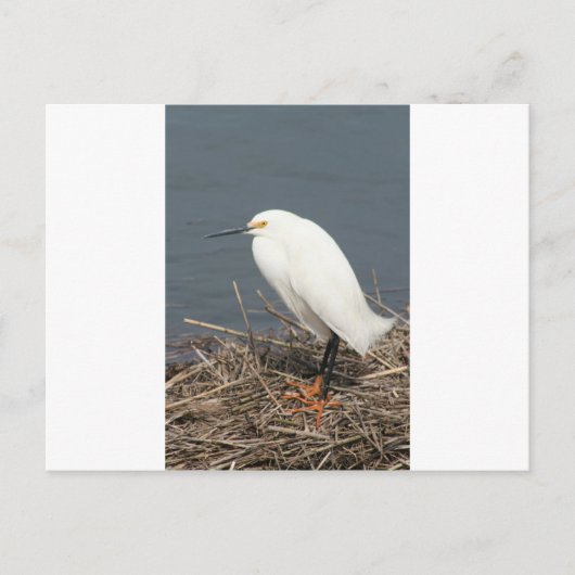 Viehhaufen Postkarte (Vorderseite)