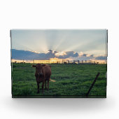 Viehzucht Sunset Fotoblock (Vorderseite)
