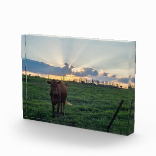 Viehzucht Sunset Fotoblock
