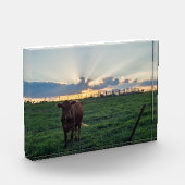 Viehzucht Sunset Fotoblock (Links)