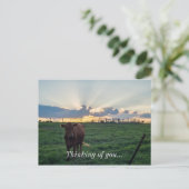 Viehzucht Sunset Postkarte (Stehend Vorderseite)