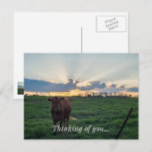 Viehzucht Sunset Postkarte (Vorne/Hinten)
