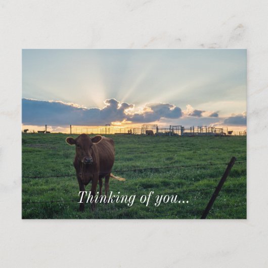 Viehzucht Sunset Postkarte (Vorderseite)