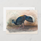 Vieillots feuerbesicherter Fasan von Joseph Wolf Postkarte (Vorne/Hinten)