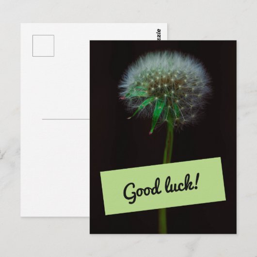 viel Glück Dandelion Postkarte (Vorne/Hinten)