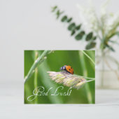 Viel Glück mit einem kleinen Ladybug! Postkarte (Stehend Vorderseite)