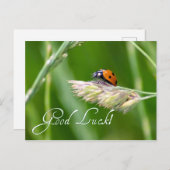 Viel Glück mit einem kleinen Ladybug! Postkarte (Vorne/Hinten)