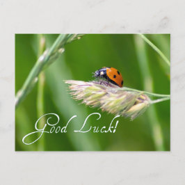 Viel Glück mit einem kleinen Ladybug! Postkarte