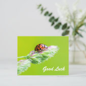 Viel Glück mit einem kleinen Ladybug! Postkarte (Stehend Vorderseite)