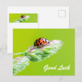 Viel Glück mit einem kleinen Ladybug! Postkarte (Vorne/Hinten)