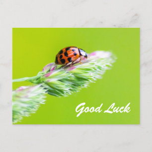 Viel Glück mit einem kleinen Marienkäfer! Postkarte
