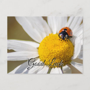Viel Glück mit niedlichem kleinen Ladybug! Postkar Postkarte