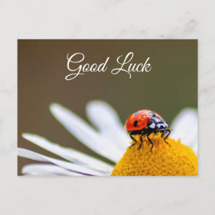 Viel Glück mit niedlichem kleinen Ladybug! Postkar Postkarte