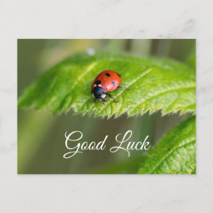 Viel Glück mit niedlichem kleinen Ladybug! Postkar Postkarte