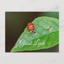 Viel Glück mit niedlichem kleinen Ladybug! Postkar