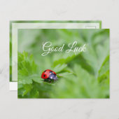 Viel Glück mit niedlichem kleinen Ladybug! Postkar Postkarte (Vorne/Hinten)