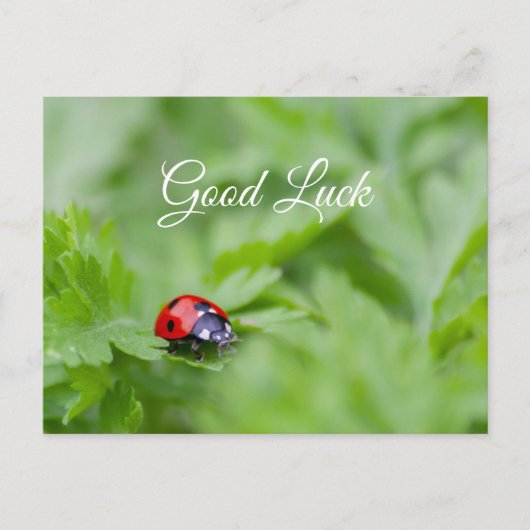 Viel Glück mit niedlichem kleinen Ladybug! Postkar Postkarte (Vorderseite)