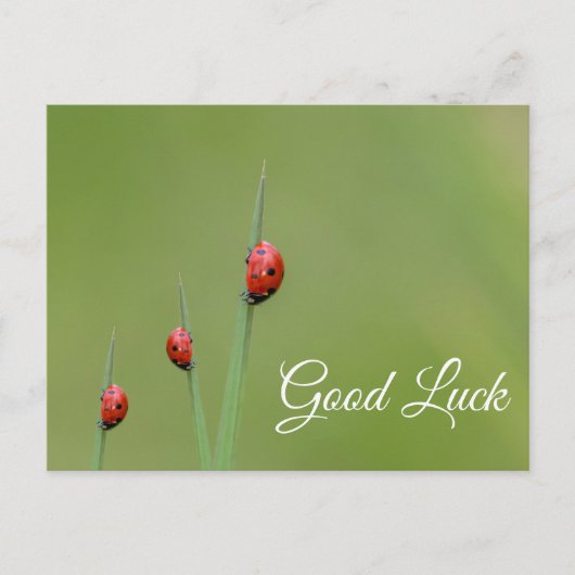 Viel Glück mit niedlichen kleinen Ladybugs! Postkarte (Vorderseite)
