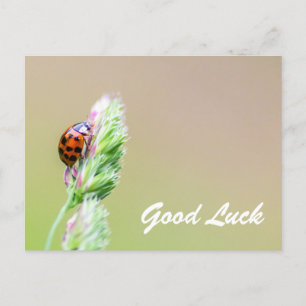 Viel Glück mit niedlichen kleinen Ladybugs! Postkarte