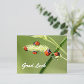 Viel Glück mit niedlichen kleinen Ladybugs! Postkarte (Stehend Vorderseite)