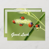 Viel Glück mit niedlichen kleinen Ladybugs! Postkarte (Vorne/Hinten)