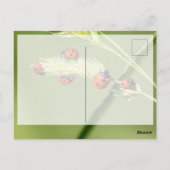 Viel Glück mit niedlichen kleinen Ladybugs! Postkarte (Rückseite)