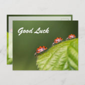 Viel Glück mit niedlichen kleinen Ladybugs! Postkarte (Vorne/Hinten)