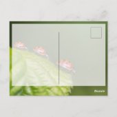 Viel Glück mit niedlichen kleinen Ladybugs! Postkarte (Rückseite)