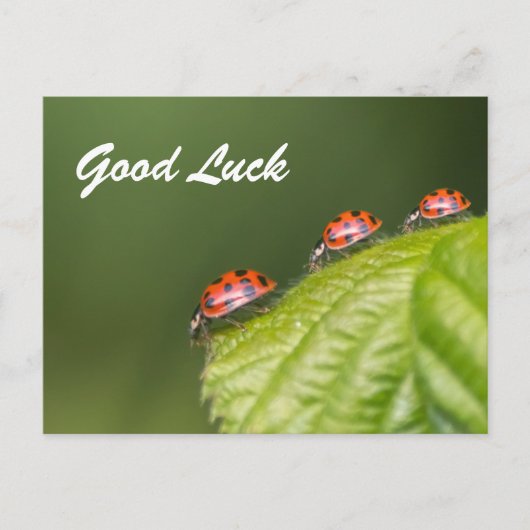 Viel Glück mit niedlichen kleinen Ladybugs! Postkarte (Vorderseite)