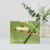 Viel Glück mit niedlichen kleinen Ladybugs! Postkarte (Stehend Vorderseite)
